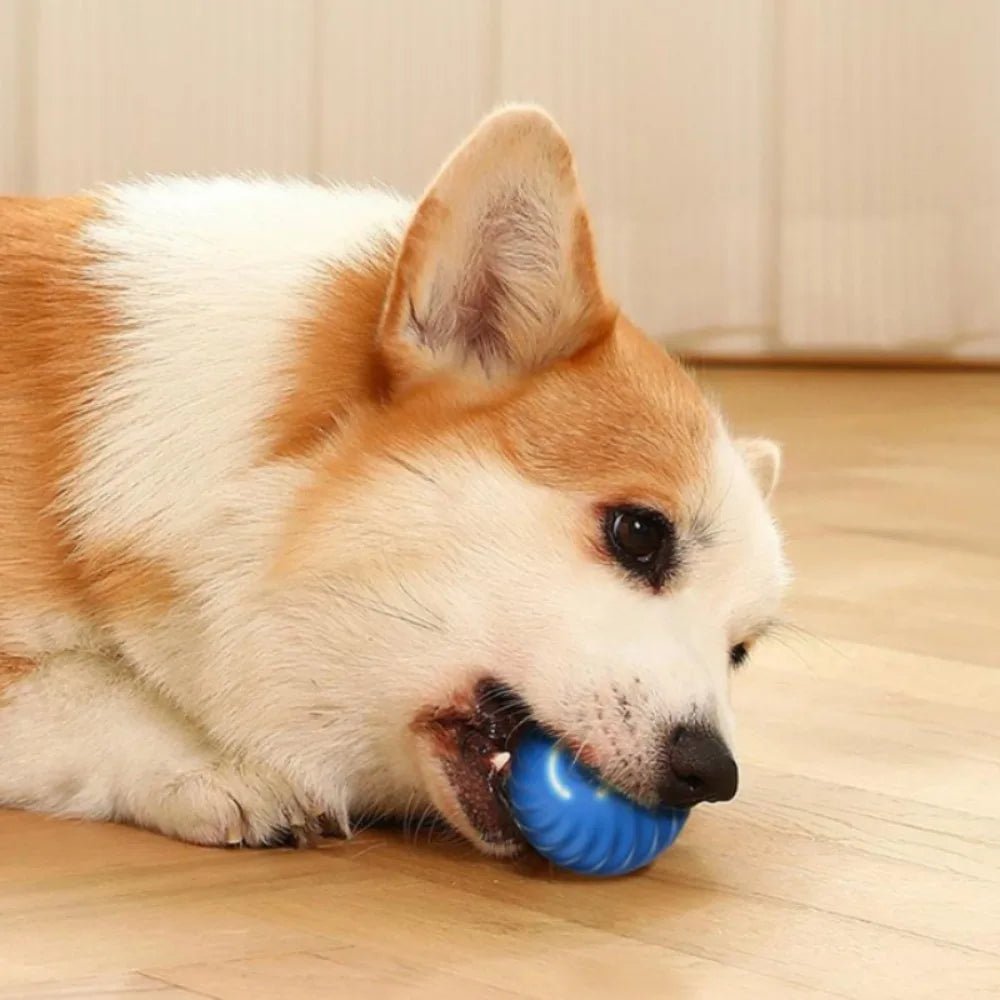 Balle automatique pour chien anxieux en intérieur