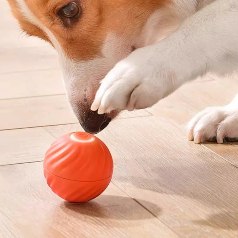 Balle automatique pour chien en appartement – jouet interactif anti-ennui