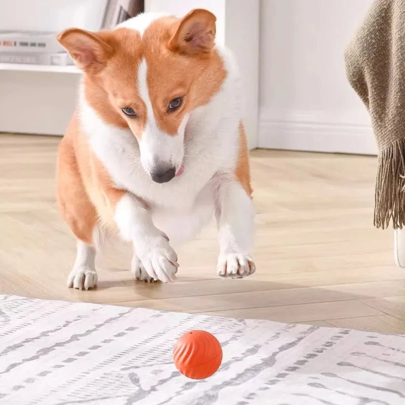 Jouet autonome pour chien en appartement – réduit le stress et l’ennui