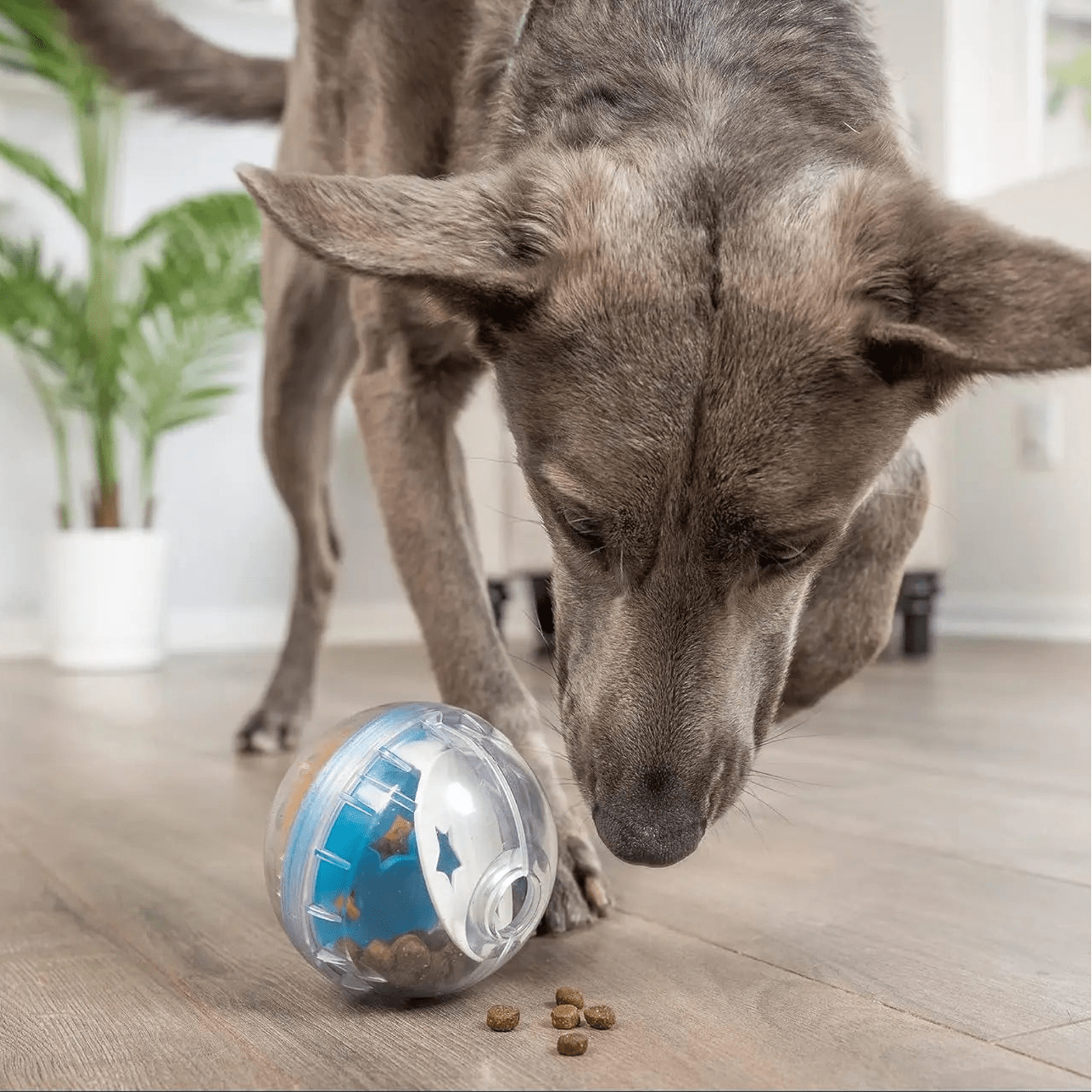 Balle distributeur de friandises pour chien en appartement – jouet interactif anti-ennui
